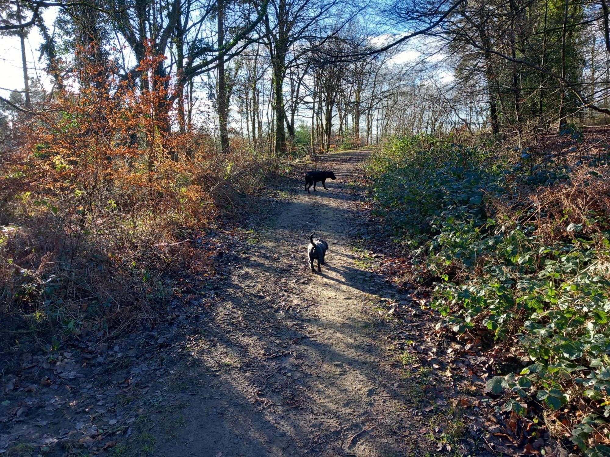The Bungalow, Forest Of Dean Coleford  Dış mekan fotoğraf