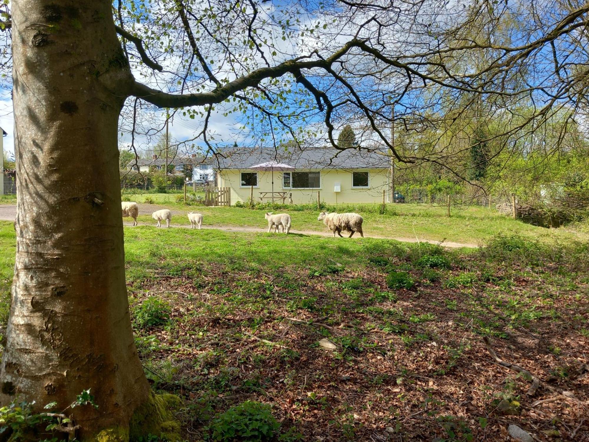 The Bungalow, Forest Of Dean Coleford  Dış mekan fotoğraf