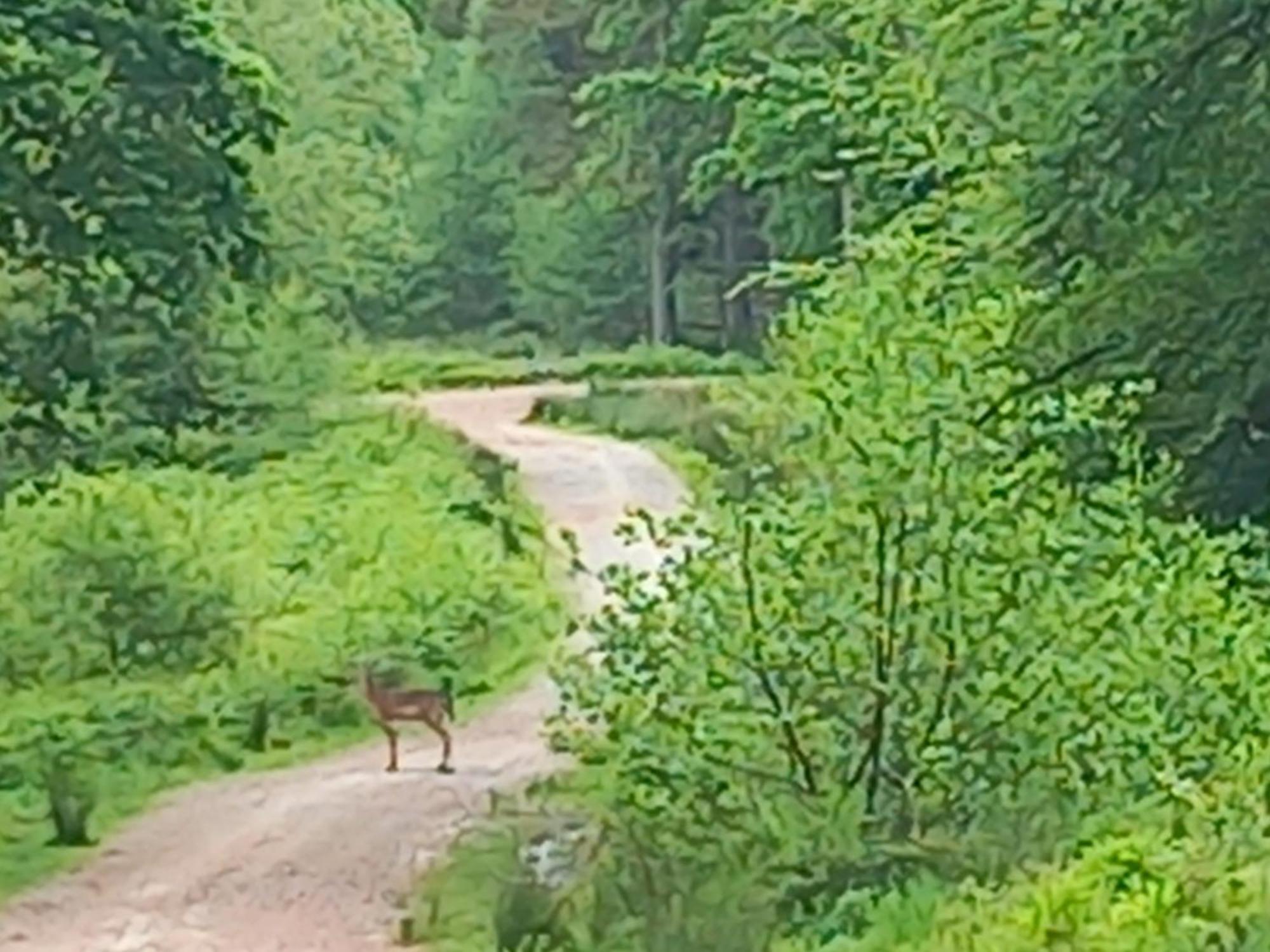The Bungalow, Forest Of Dean Coleford  Dış mekan fotoğraf